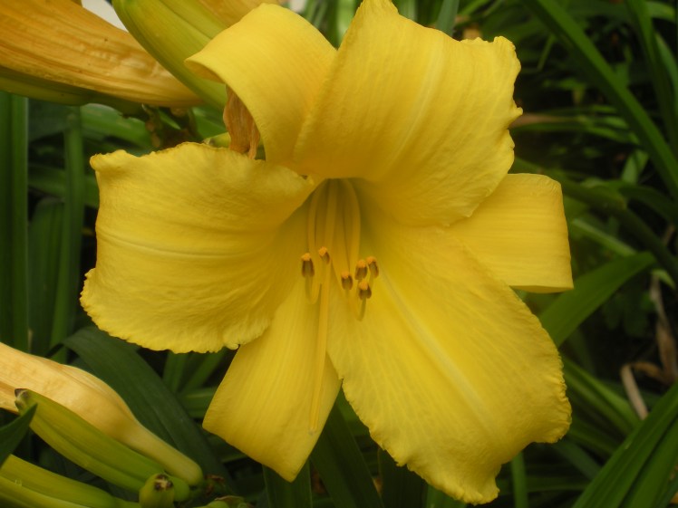 Yellow day lily