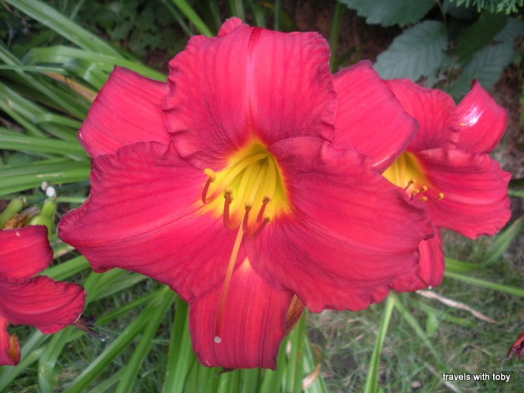 Red lilies, summer in Minnesota