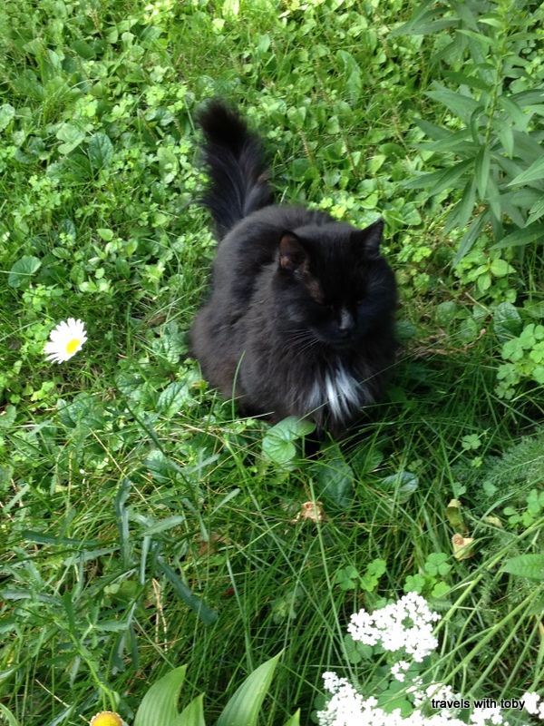 he helps me weed