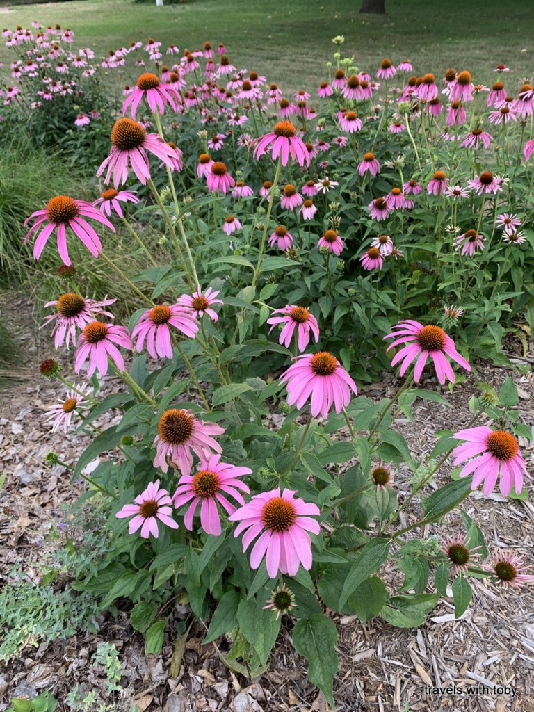 my neighbor's coneflowers